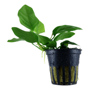 Anubias Nana fra Tropica i potte med kraftige grønne blade – nem og langsomtvoksende akvarieplante til trærødder og sten