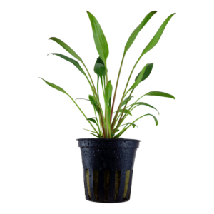 Cryptocoryne Willisii fra Tropica i potte med smalle grønne blade – nem akvarieplante til forgrund og mellemgrund