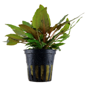 Cryptocoryne wendtii Tropica akvarieplante med bølgede grønne og brunlige blade i potte