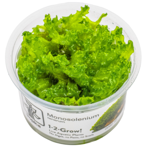 Tropica Monosolenium tenerum 1-2-Grow akvarieplante i vævskultur, grøn levermos til nanoakvarium, rejeakvarium og aquascaping