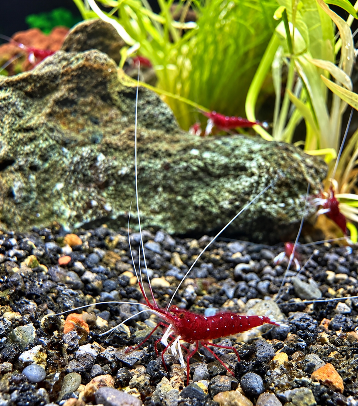 Sulawesi Kardinalreje Caridina dennerli med dybrød krop, lyse prikker og karakteristiske hvide forben i akvarium