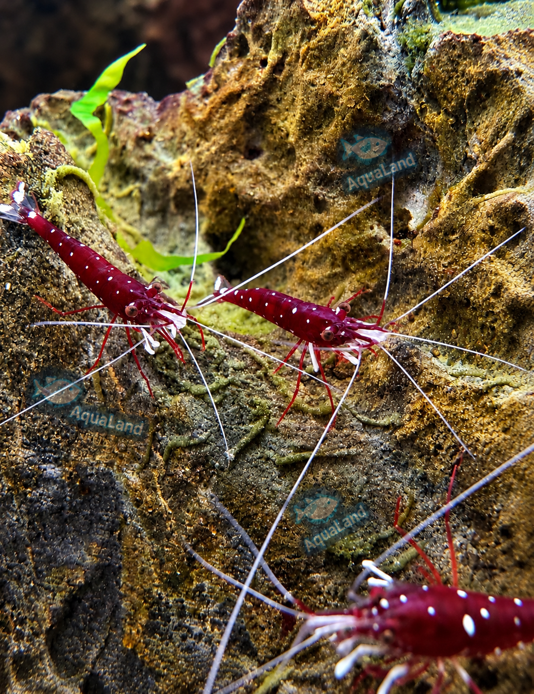 Sulawesi Kardinalreje Caridina dennerli med dybrød krop, lyse prikker og karakteristiske hvide forben i akvarium