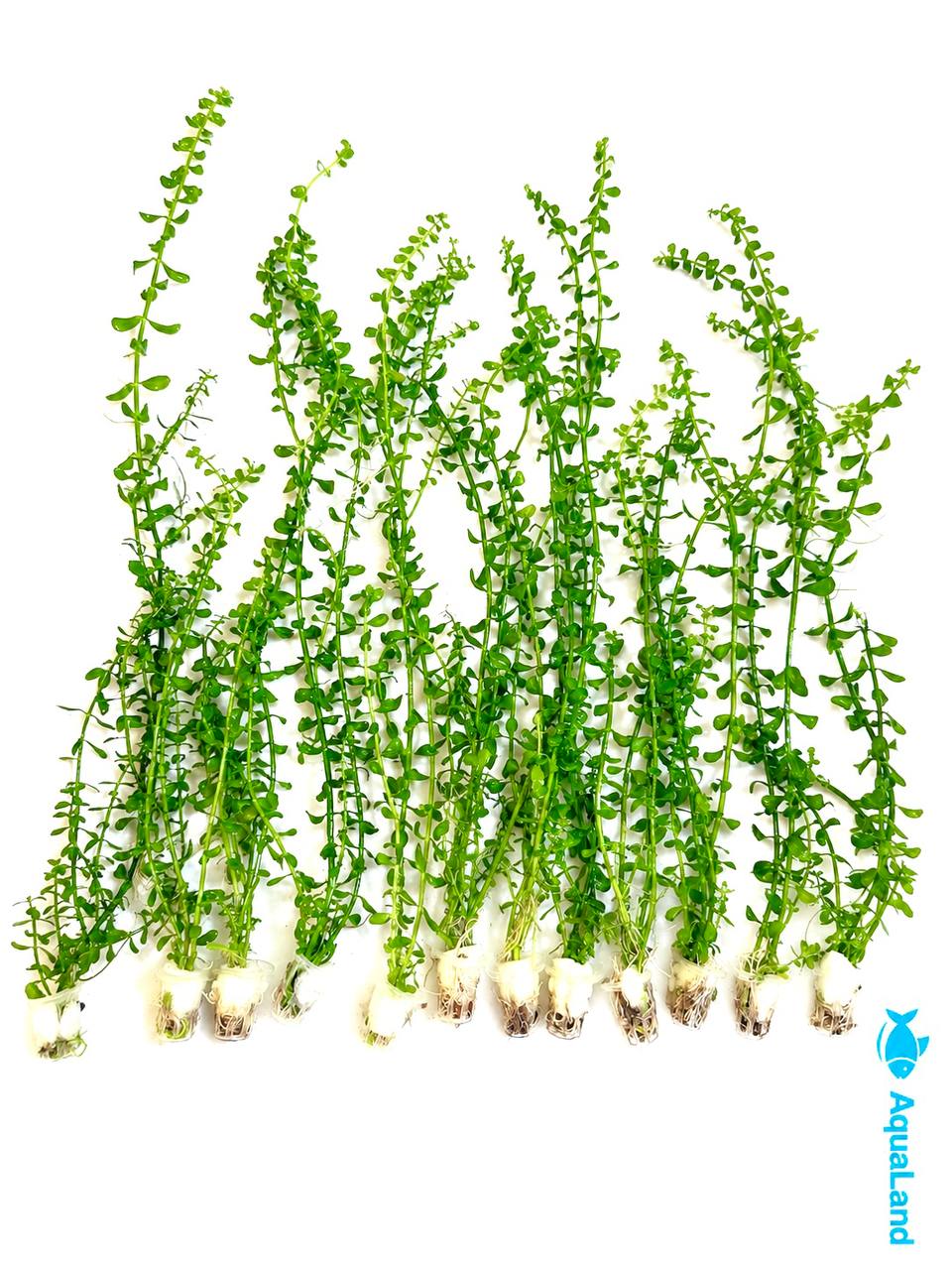 Bacopa XL akvarieplante 50–60 cm med lange grønne stængler og blade, egen opdræt hos Aqualand