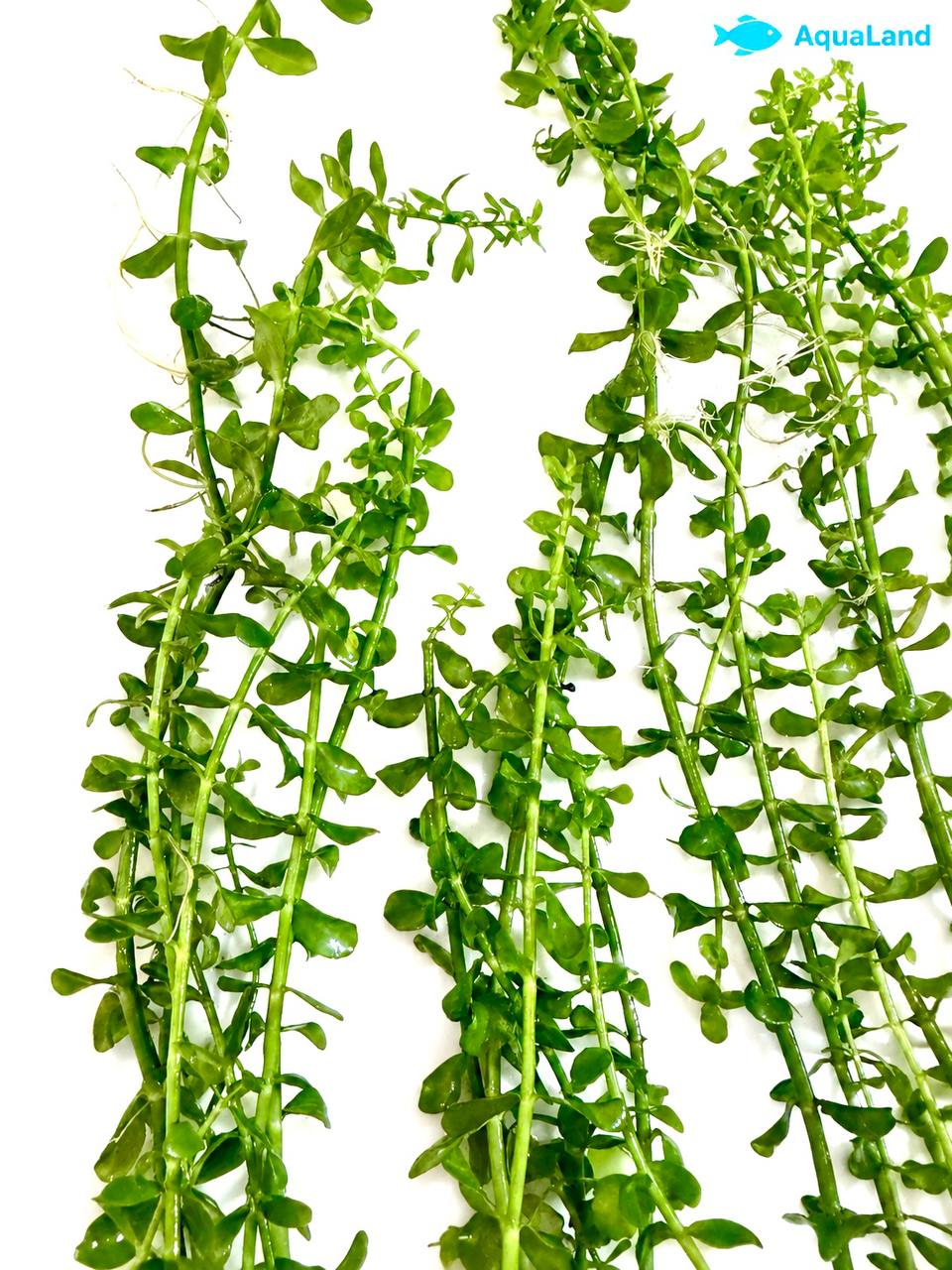 Bacopa XL akvarieplante 50–60 cm med lange grønne stængler og blade, egen opdræt hos Aqualand