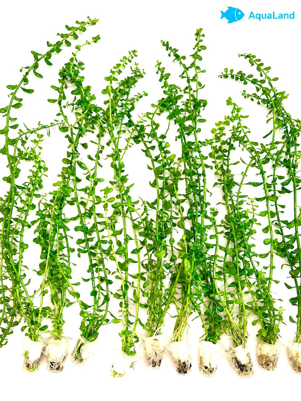 Bacopa XL akvarieplante 50–60 cm med lange grønne stængler og blade, egen opdræt hos Aqualand