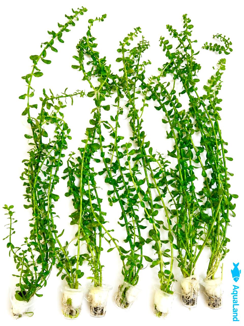 Bacopa XL akvarieplante 50–60 cm med lange grønne stængler og blade, egen opdræt hos Aqualand