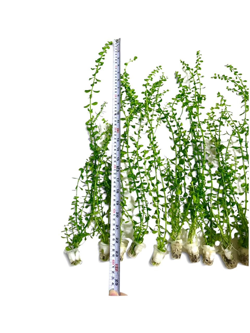 Bacopa XL akvarieplante 50–60 cm med lange grønne stængler og blade, egen opdræt hos Aqualand