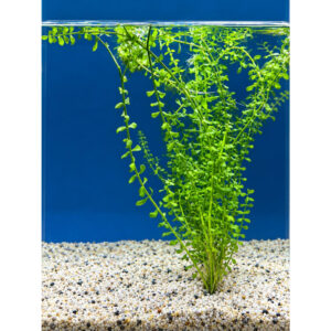 Bacopa XL akvarieplante 50–60 cm med lange grønne stængler og blade, egen opdræt hos Aqualand