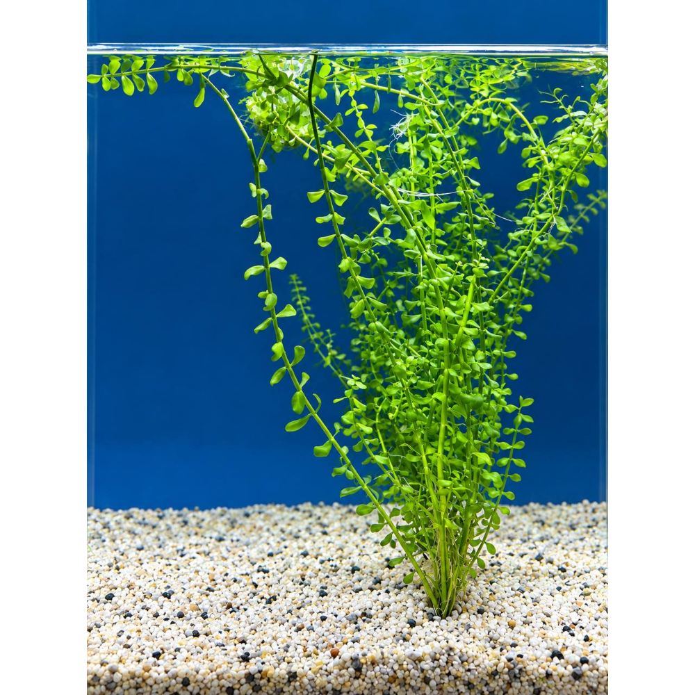 Bacopa XL akvarieplante 50–60 cm med lange grønne stængler og blade, egen opdræt hos Aqualand