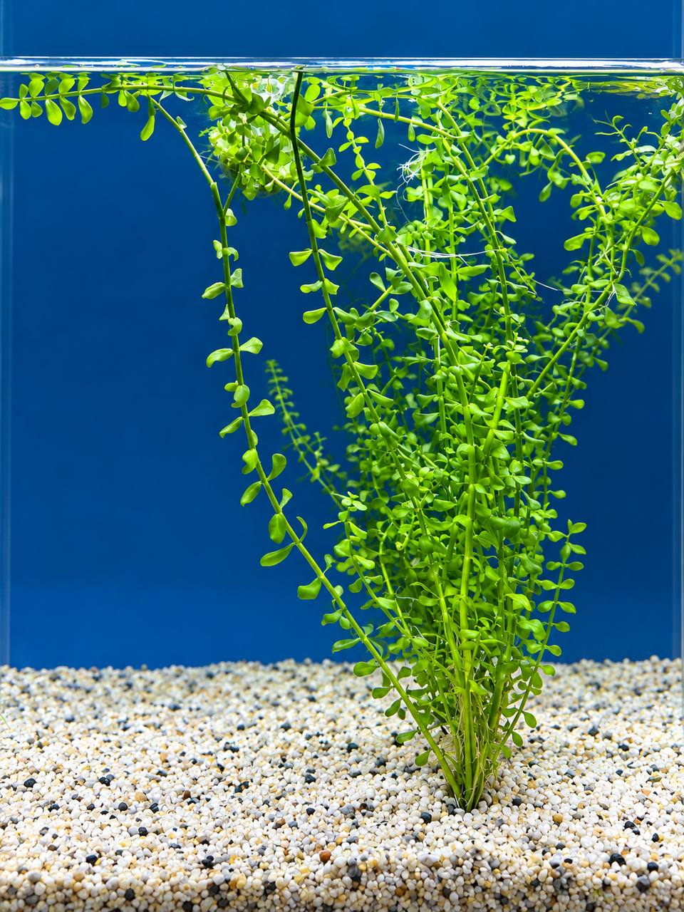 Bacopa XL akvarieplante 50–60 cm med lange grønne stængler og blade, egen opdræt hos Aqualand