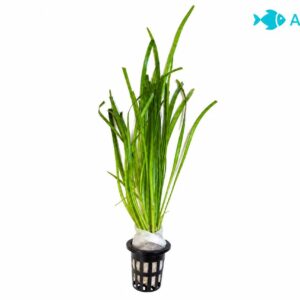 Vallisneria akvarieplante Medium 25–30 cm med lange grønne blade og kraftige rødder fra Aqualands egen produktion i Danmark