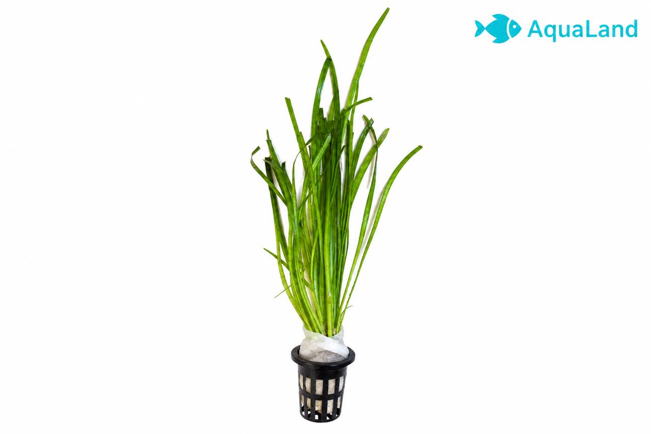 Vallisneria akvarieplante Medium 25–30 cm med lange grønne blade og kraftige rødder fra Aqualands egen produktion i Danmark