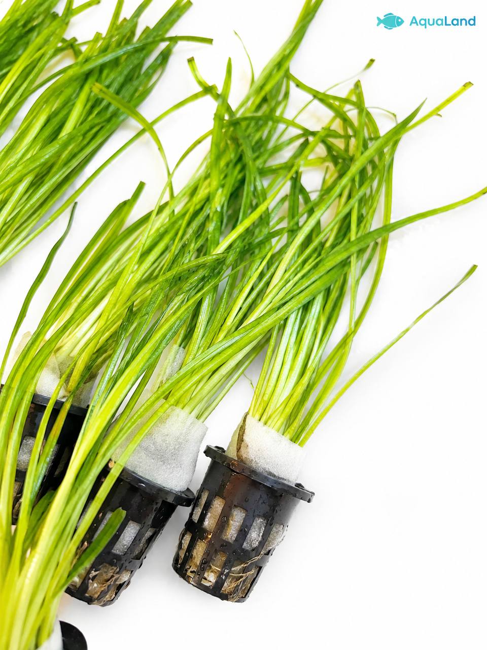 Vallisneria akvarieplante Medium 25–30 cm med lange grønne blade og kraftige rødder fra Aqualands egen produktion i Danmark