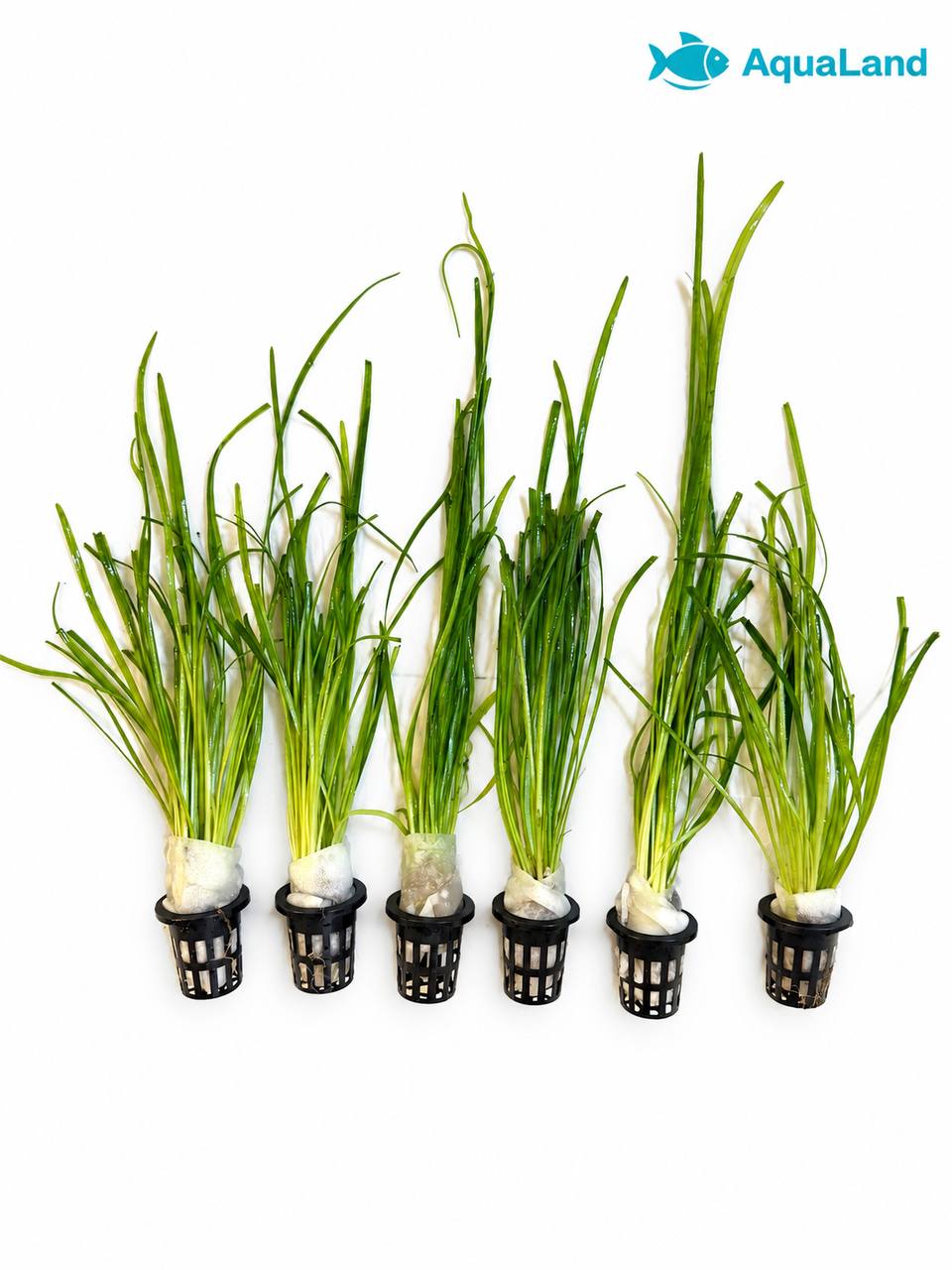 Vallisneria akvarieplante Medium 25–30 cm med lange grønne blade og kraftige rødder fra Aqualands egen produktion i Danmark