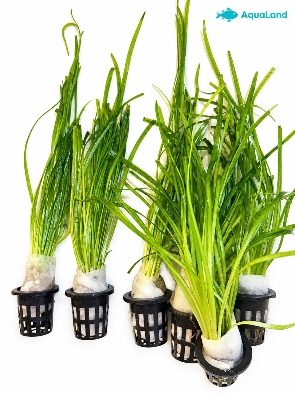Vallisneria XL akvarieplante 30–45 cm med lange grønne blade og kraftige rødder fra Aqualands egen produktion i Danmark