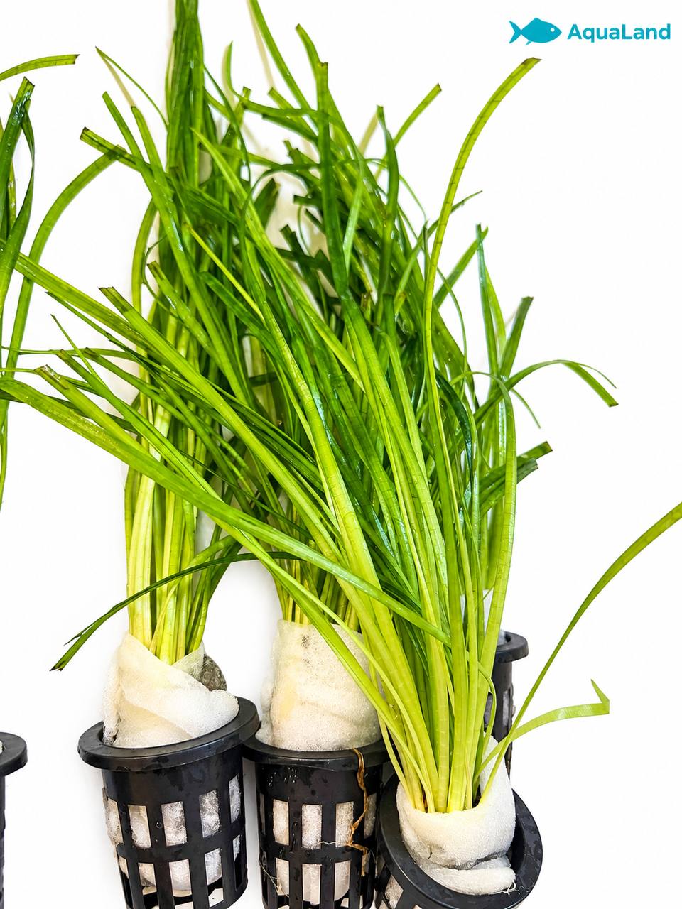 Vallisneria XL akvarieplante 30–45 cm med lange grønne blade og kraftige rødder fra Aqualands egen produktion i Danmark