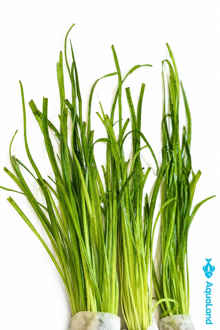 Vallisneria XL akvarieplante 30–45 cm med lange grønne blade og kraftige rødder fra Aqualands egen produktion i Danmark