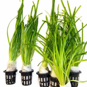 Vallisneria XL akvarieplante 30–45 cm med lange grønne blade og kraftige rødder fra Aqualands egen produktion i Danmark