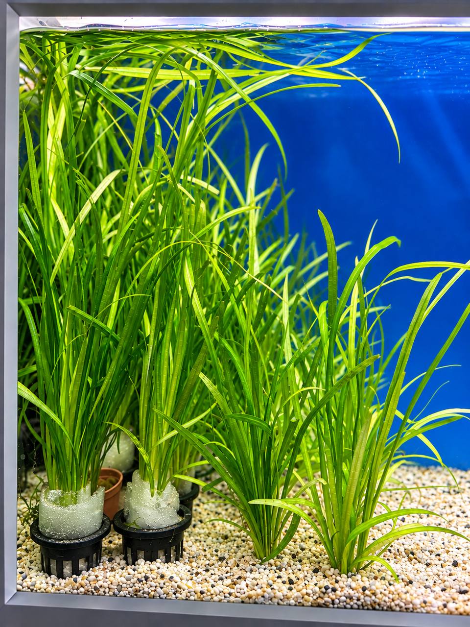 Vallisneria XL akvarieplante 30–45 cm med lange grønne blade og kraftige rødder fra Aqualands egen produktion i Danmark