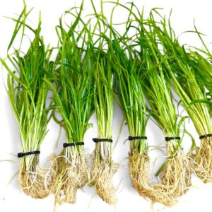 Vallisneria XXL akvarieplanter 30–45 cm i stort bundt med mange grønne blade og kraftige bare rødder fra Aqualands egen dyrkning