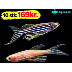 Langfinnet Danio Assorteret – Danio rerio med lange finner og forskellige farvevarianter
