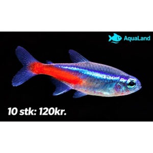 Neon Tetra – Neontetra (Paracheirodon innesi)