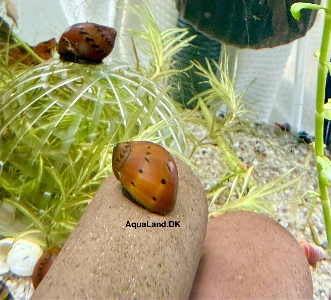 Red Onion Snail Rød Løgsnegl Vittina semiconica med rødbrun mønstret skal