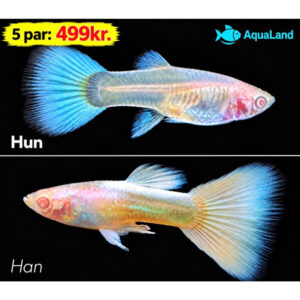 Albino Full Platinum Guppy – hvid albino guppy med røde øjne og lyse finner