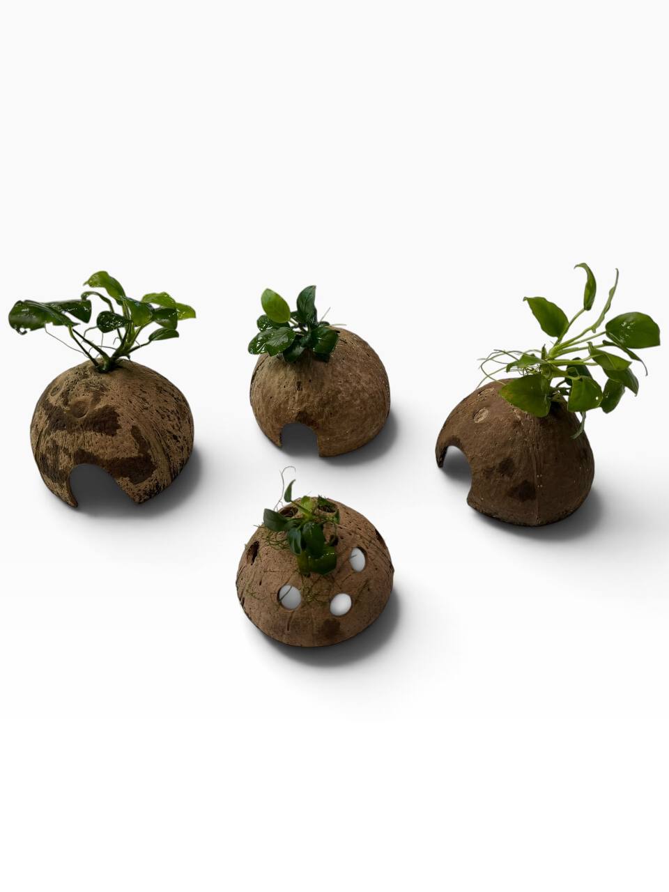 Anubias på kokosnød med levende akvarieplante og naturlig akvariehule som skjulested til rejer, små akvariefisk og nano akvarium