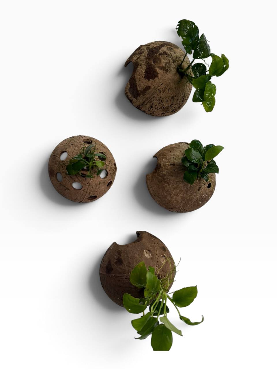 Anubias på kokosnød med levende akvarieplante og naturlig akvariehule som skjulested til rejer, små akvariefisk og nano akvarium