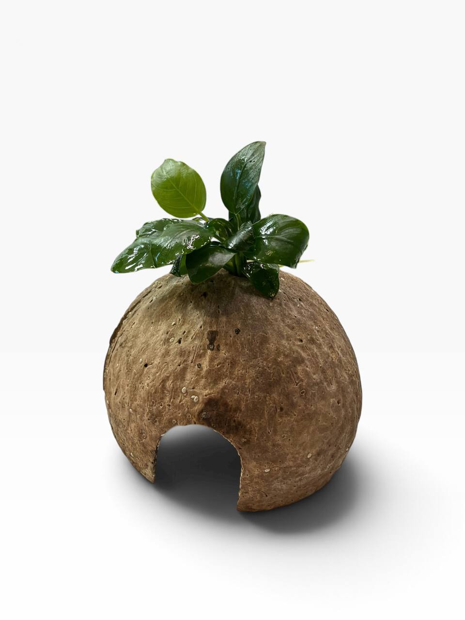 Anubias på kokosnød med levende akvarieplante og naturlig akvariehule som skjulested til rejer, små akvariefisk og nano akvarium