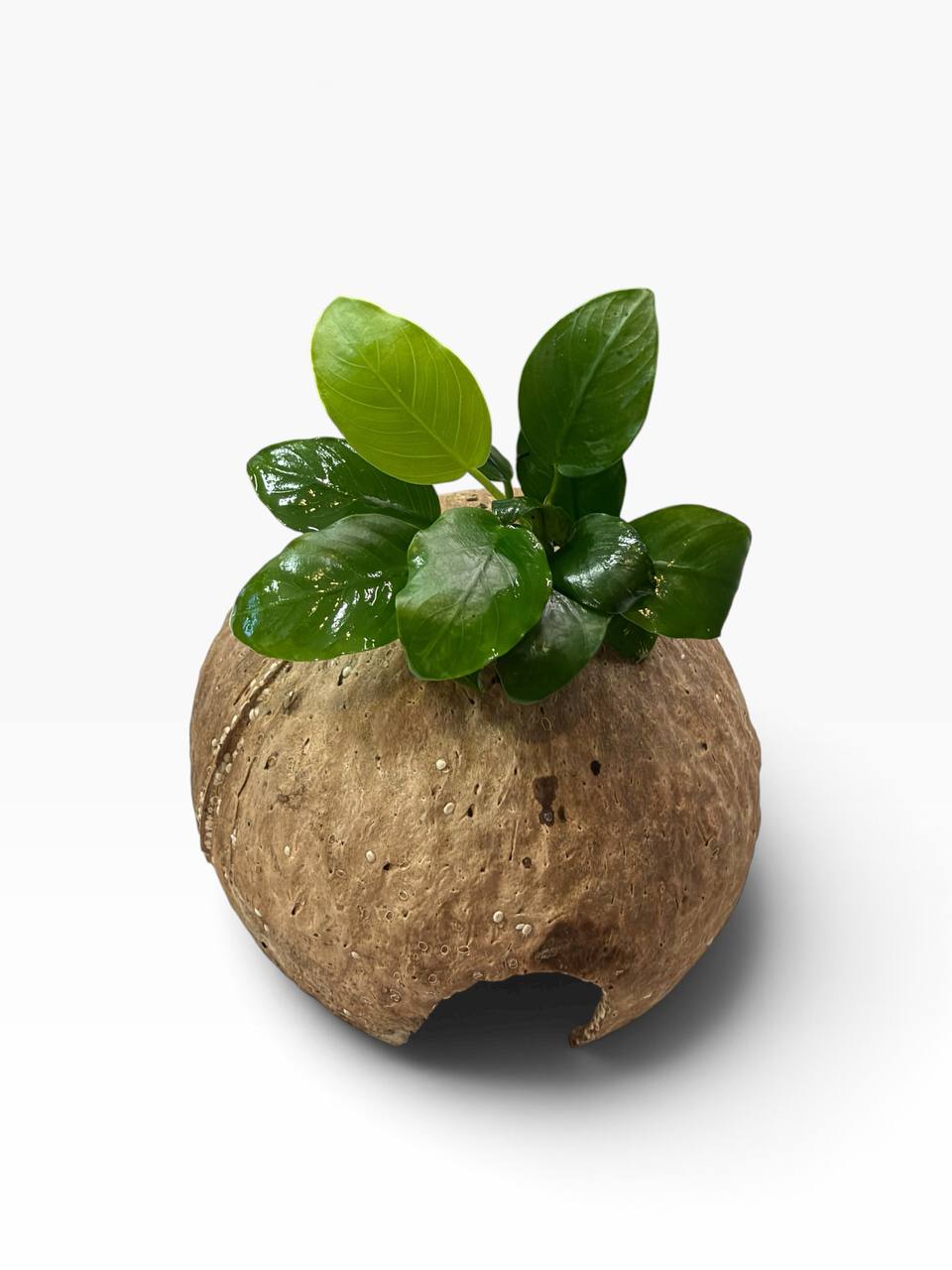 Anubias på kokosnød med levende akvarieplante og naturlig akvariehule som skjulested til rejer, små akvariefisk og nano akvarium