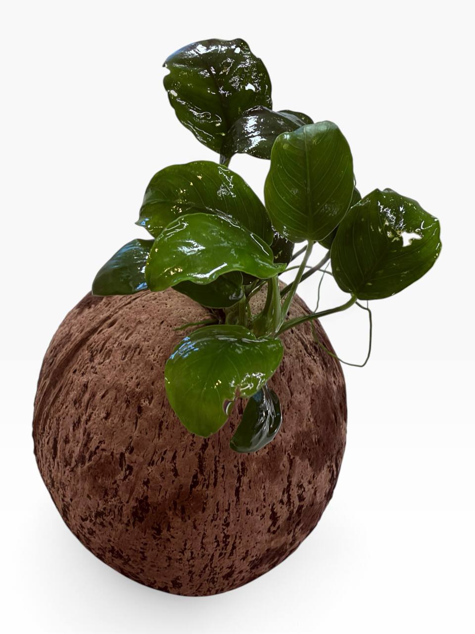 Anubias på kokosnød med levende akvarieplante og naturlig akvariehule som skjulested til rejer, små akvariefisk og nano akvarium