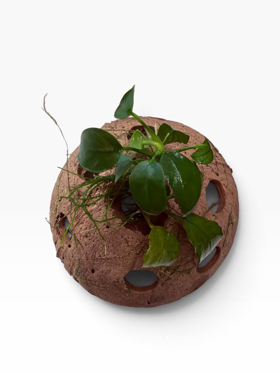 Anubias på kokosnød med levende akvarieplante og naturlig akvariehule som skjulested til rejer, små akvariefisk og nano akvarium
