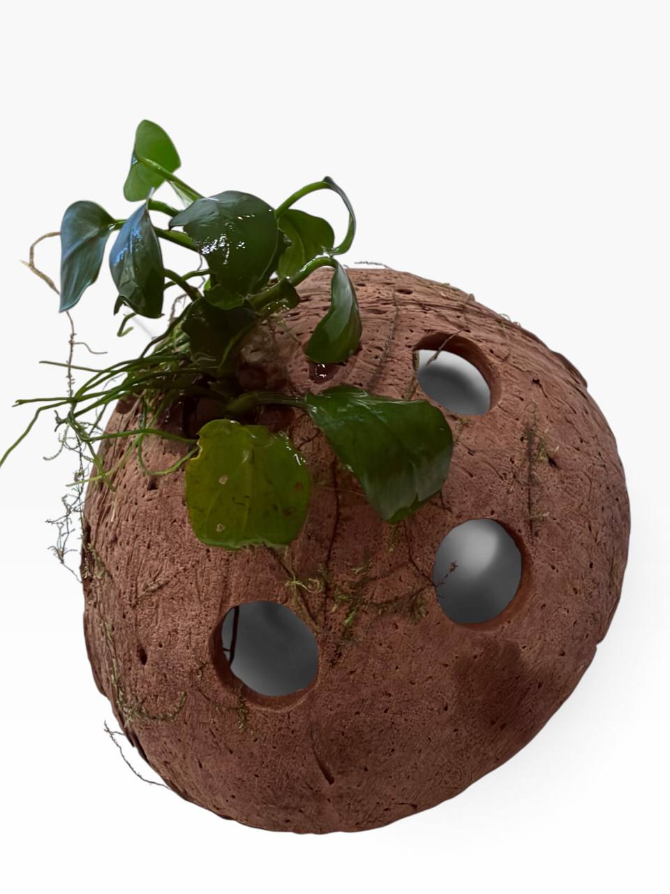 Anubias på kokosnød med levende akvarieplante og naturlig akvariehule som skjulested til rejer, små akvariefisk og nano akvarium