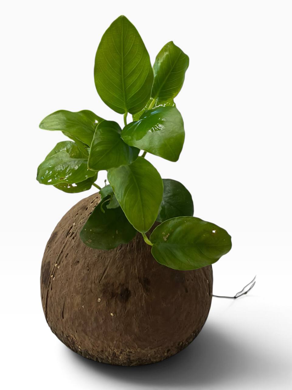 Anubias på kokosnød med levende akvarieplante og naturlig akvariehule som skjulested til rejer, små akvariefisk og nano akvarium