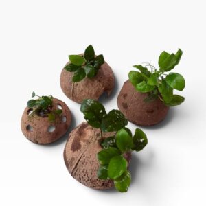 Anubias på kokosnød med levende akvarieplante og naturlig akvariehule som skjulested til rejer, små akvariefisk og nano akvarium