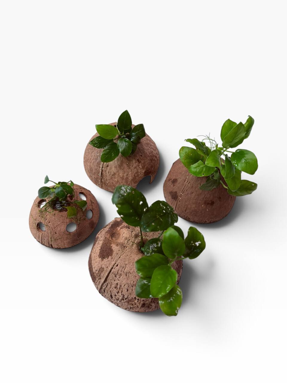 Anubias på kokosnød med levende akvarieplante og naturlig akvariehule som skjulested til rejer, små akvariefisk og nano akvarium